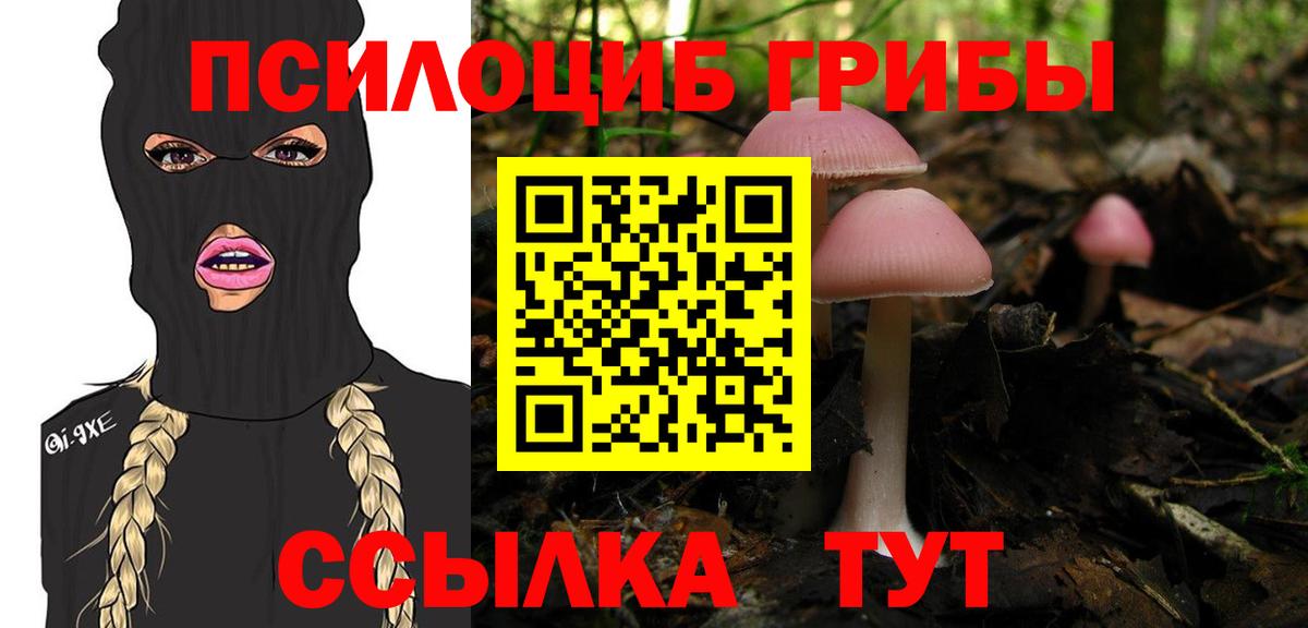 Галлюциногенные грибы Psilocybe Карачаевск